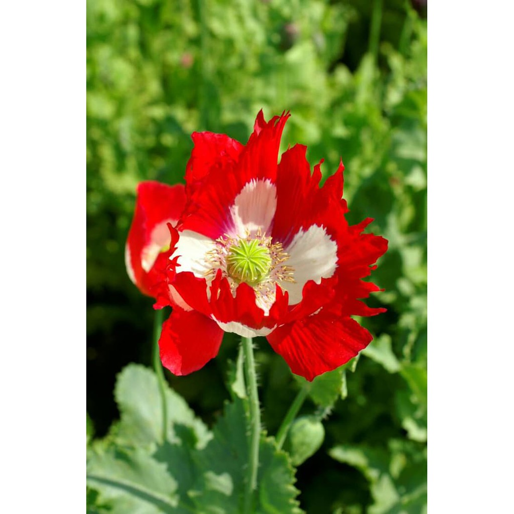 Benih Bibit Biji - Bunga Poppy Victoria Cross (Papaver somniferum) Flower Seeds - IMPORT