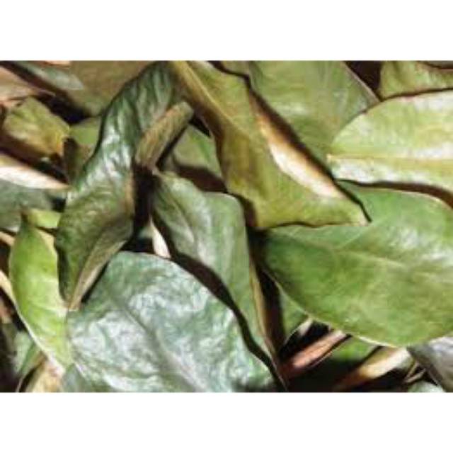 

Daun Sirsak Kering 100gr