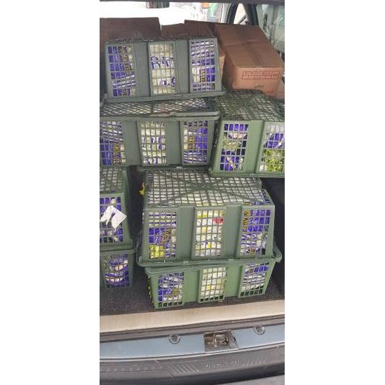 

Celery stick import/kg [KODE BARU 682]