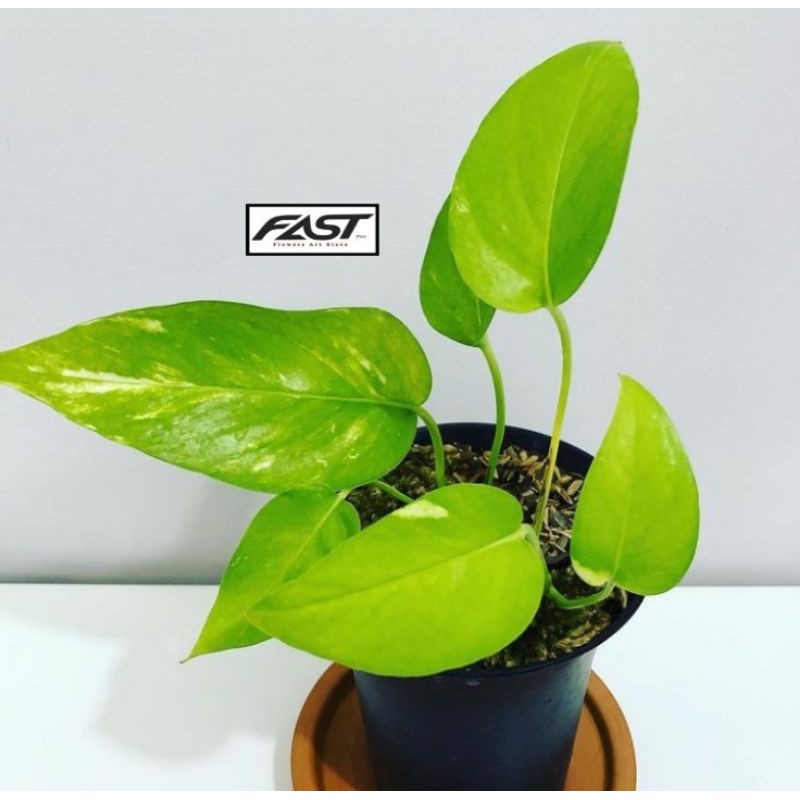 Tanaman Hias Epipremnum Pinnatum Yellow Varigata - Epipremnum Varigata Kuning