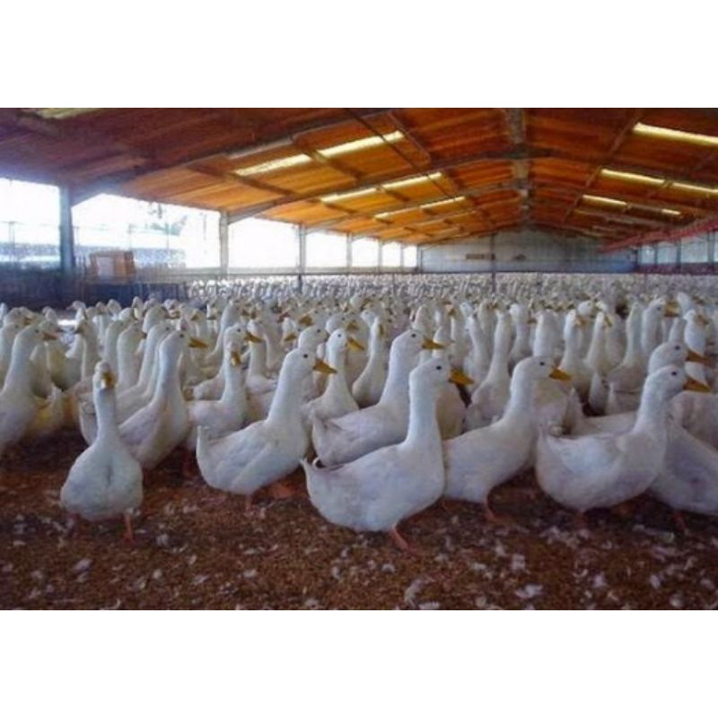 

TELUR FERTIL BEBEK PEKING F1 INDUKAN BOBOT 3-5KG UNTUK DI TETASKAN