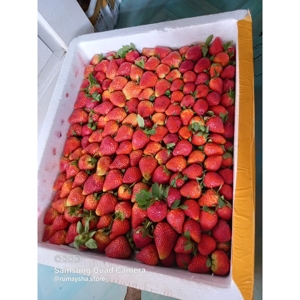 

Strawberry Fresh Premium Ciwidey - [Paket Distributor 5kg]