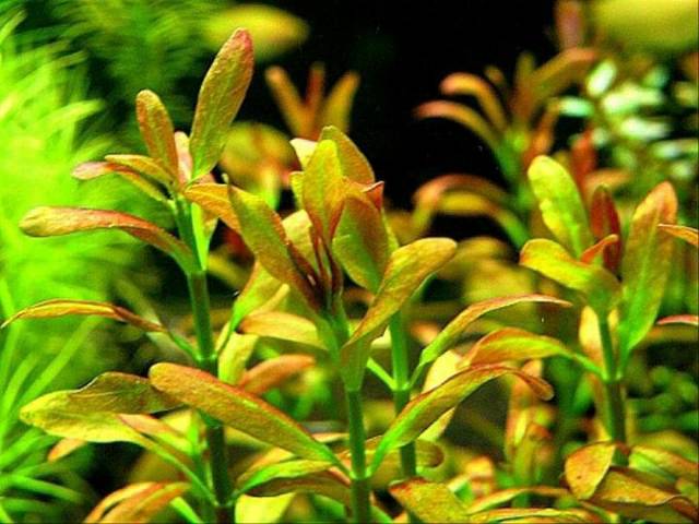 Rotala Ramosior Sunset Tumbuhan Air Aquarium Tanaman Aquascape