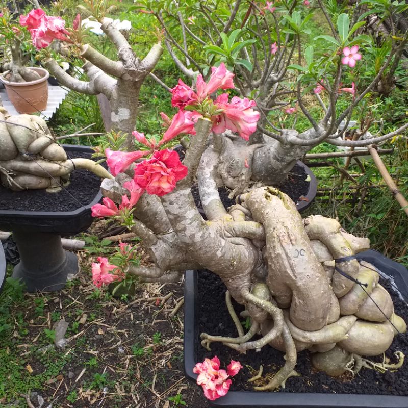 Adenium Bunga Tumpuk Julius Caesar - Black Amarilis Bonggol Jumbo