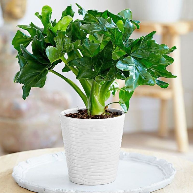 PROMO!! Tanaman Hias Philodendron - Philodendron Selloum - Philo Selloum - Philo Jari - Monstera