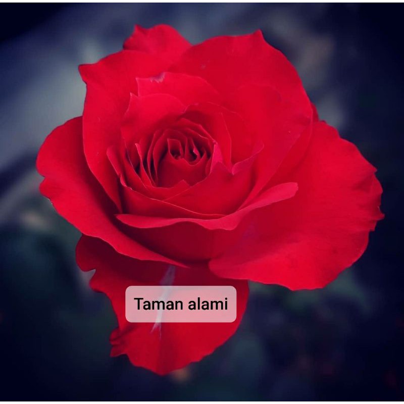 bunga mawar merah - tanama bunga mawar merah - tanaman hias bunga mawar merah