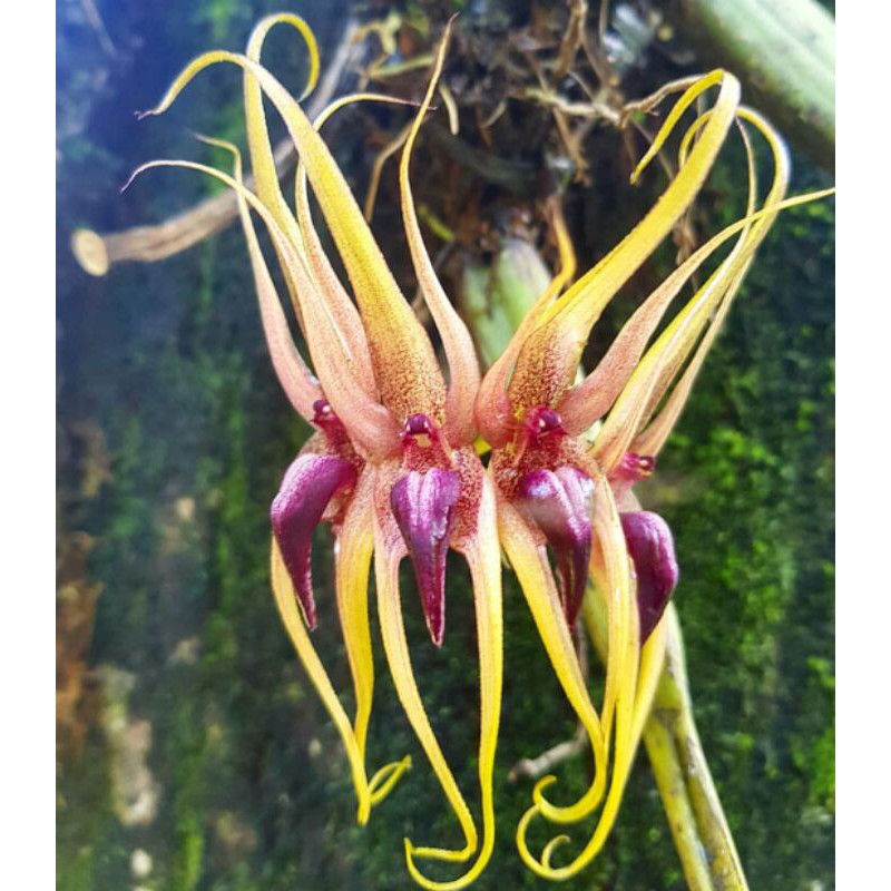 bulbophyllum pahudii