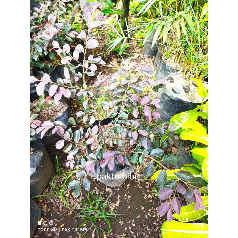 Serut Merah Bahan Bonsai 40cm
