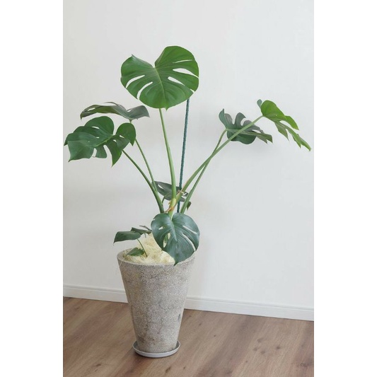 Monstera Borsigiana