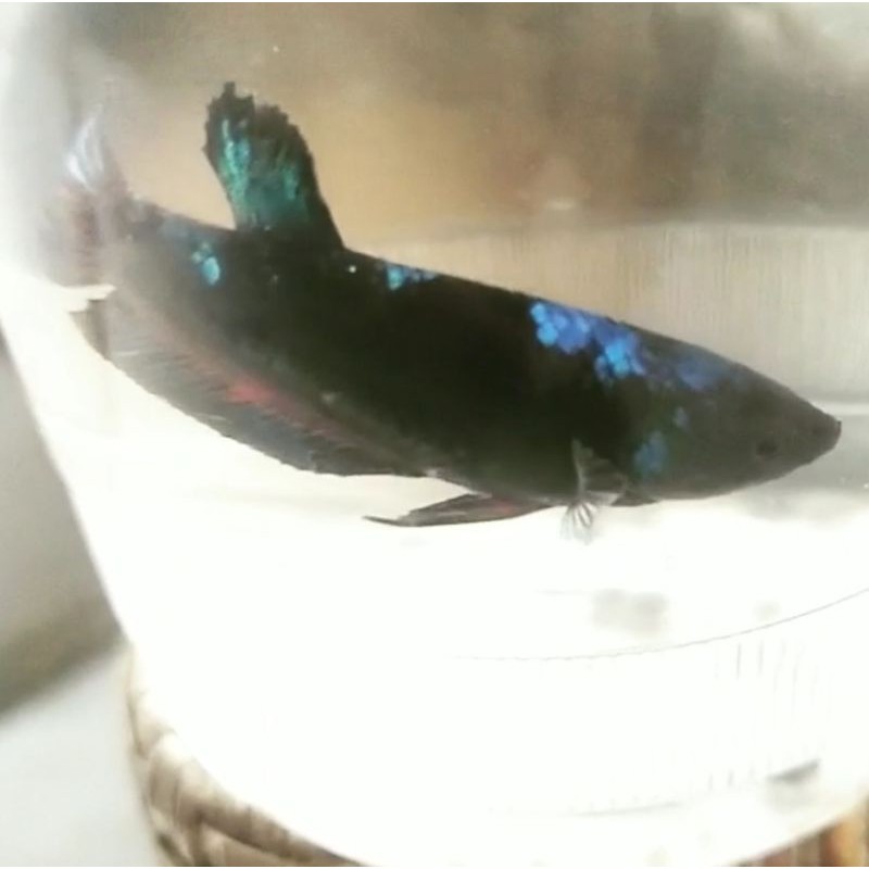 Female Avatar gordon//4,5bln//Real pick