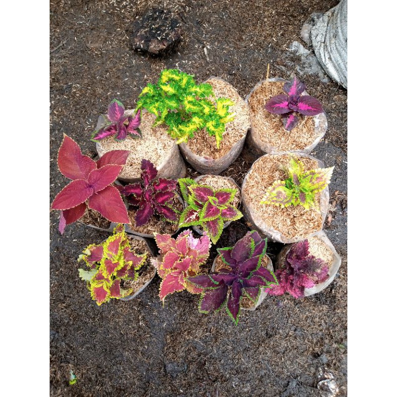 tanaman hias miana 10 jenis(1paket)