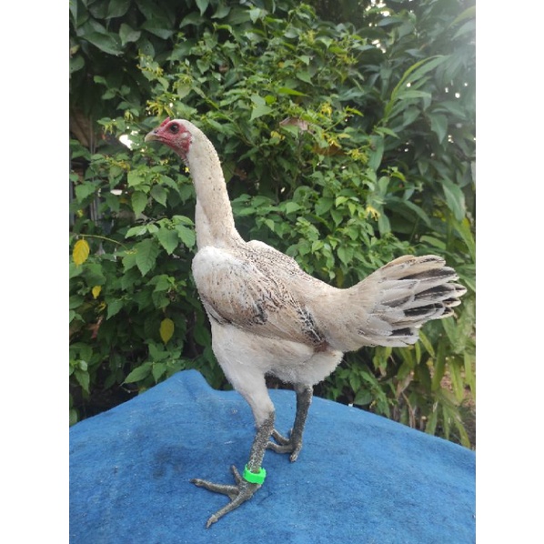 Ayam indukan Birma Mangon Telur Hijau bulu batik