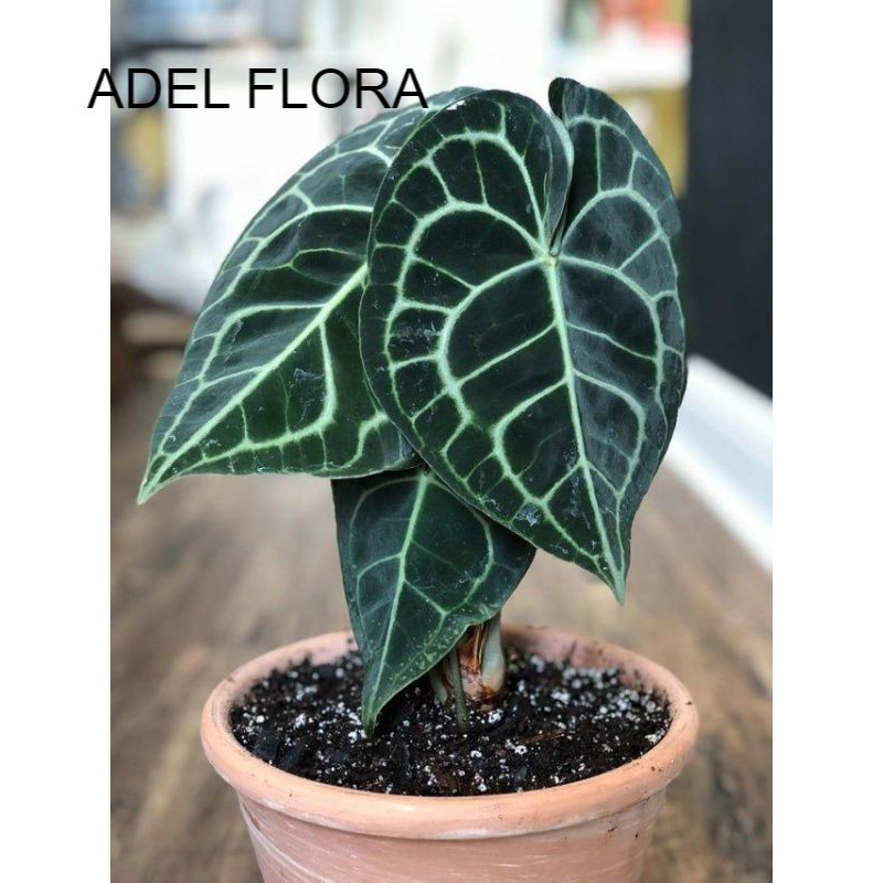 TANAMAN Hias Bunga Kuping Gajah Daun Kecil (ANTHURIUM CRYSTALLINUM)