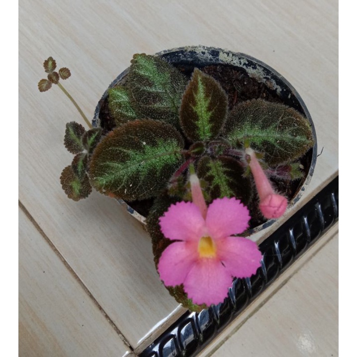 Episcia pink panther bunga pink