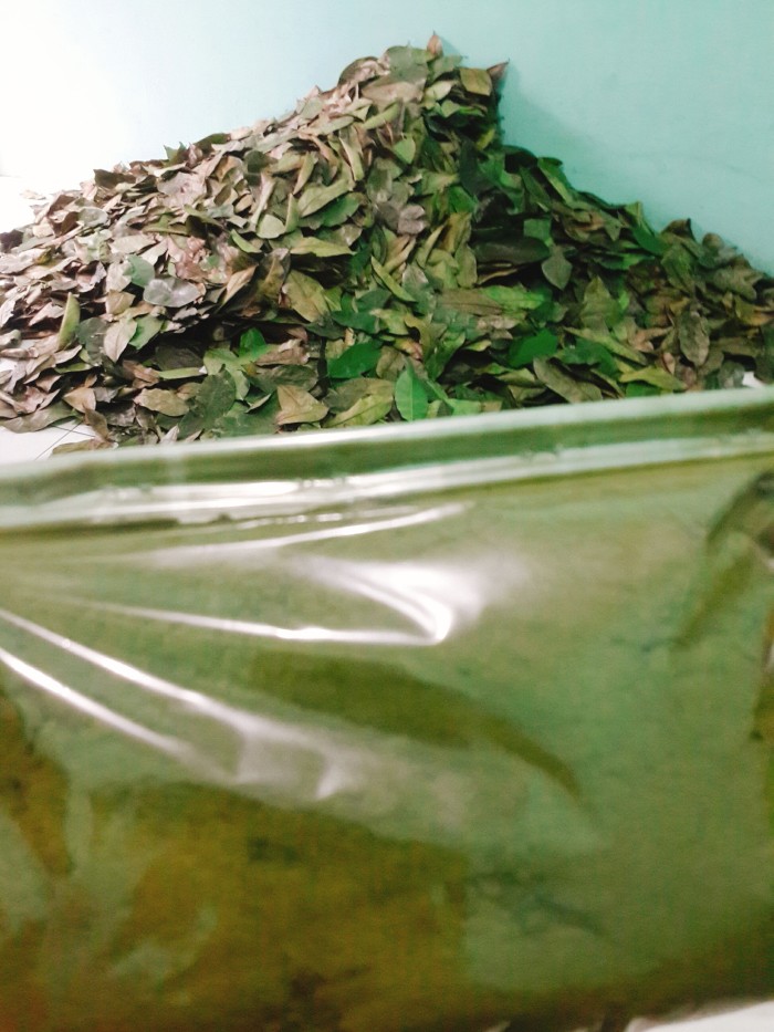 

Bubuk Daun Kenitu 1kg Premium / Organik Superfood / Multivitamin