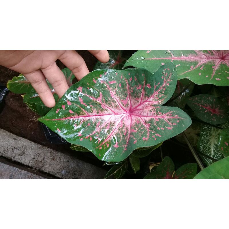 Bisa COD Keladi Pink Cloud Lokal