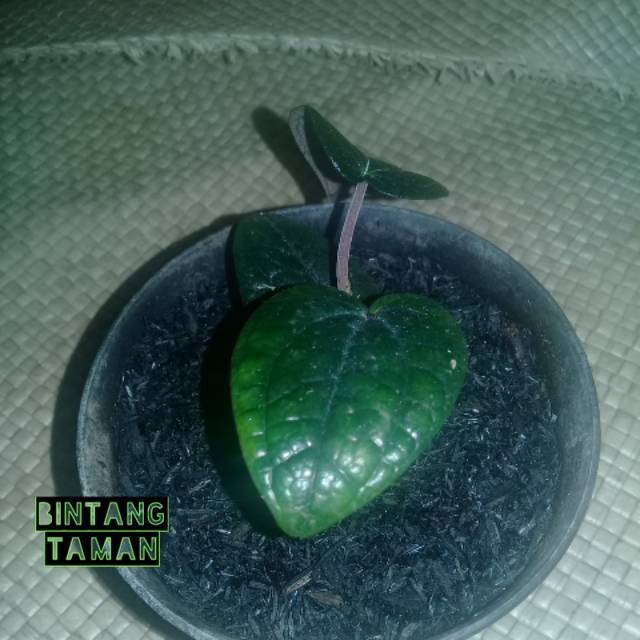 Tanaman herbal sirih hitam / bibit sirih hitam asli