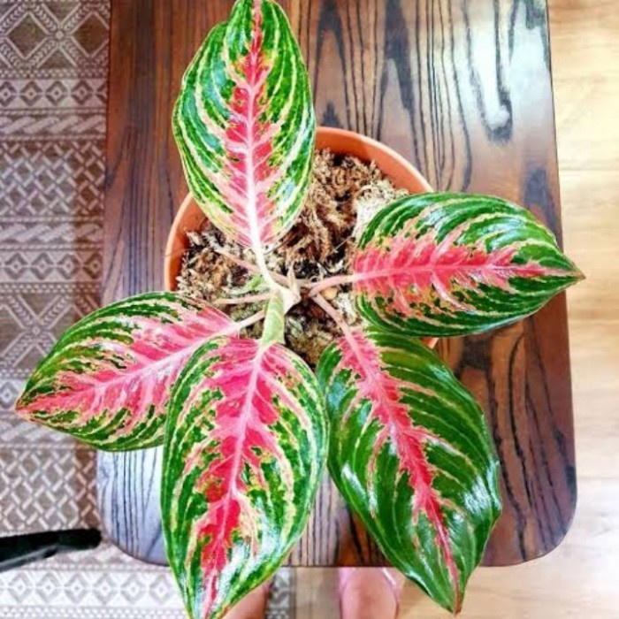 bibit aglonema rindu