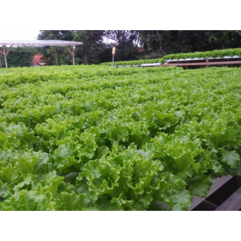 

Selada Hidroponik 250gr-1kg Bangkalan Madura