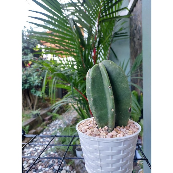 batu hias tanaman kaktus