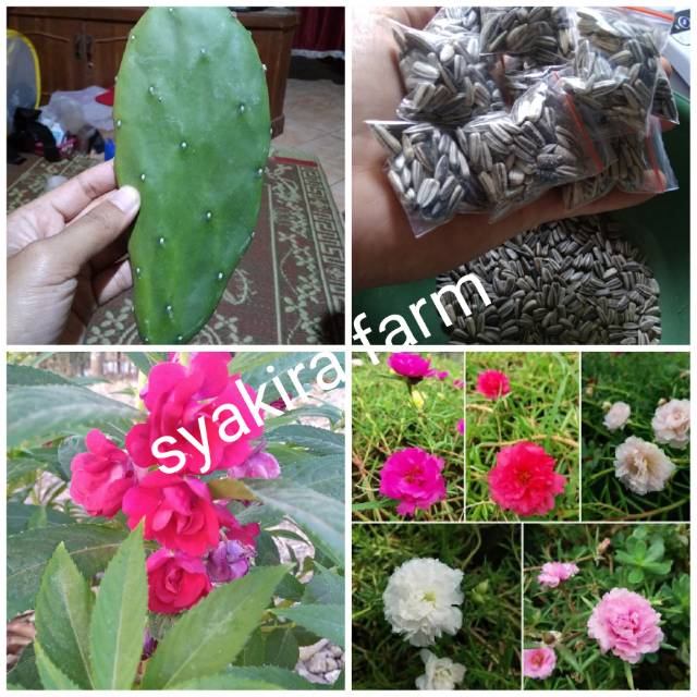 Paket 15 000 kaktus centong bunga rosela pacar air tumpuk 