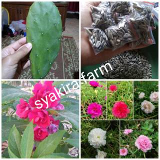 Paket 15 000 kaktus centong bunga rosela pacar air tumpuk 