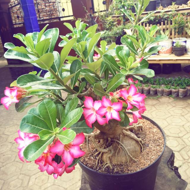 Bonsai adenium kamboja Jepang