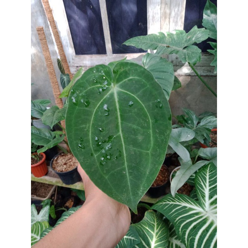 anthurium magnificum/kuping gajah (bibit) #kupinggajah #anthurium #magnificum