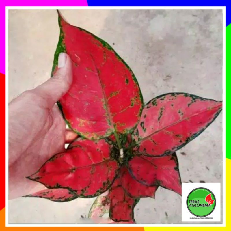 Aglonema red  anjamani  aglaonema ret Anja tanaman hias 