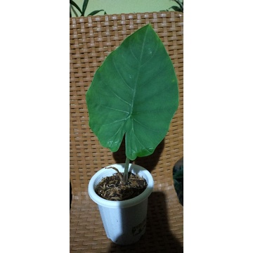 alocasia melo badak kapuas