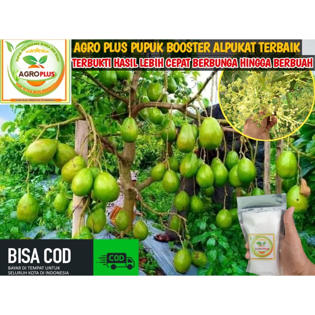 Jual Pupuk Agro Plus Booster Buah Kelengkeng Alpukat Durian Mangga Jambu Pepaya Jeruk Anggur