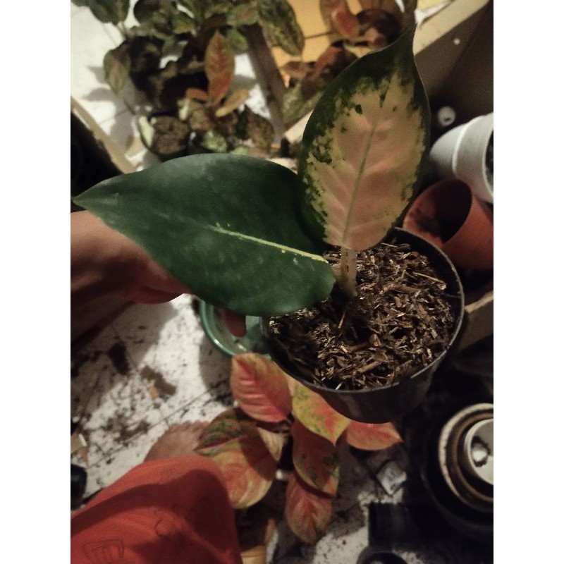 Aglaonema Kocin Tembaga