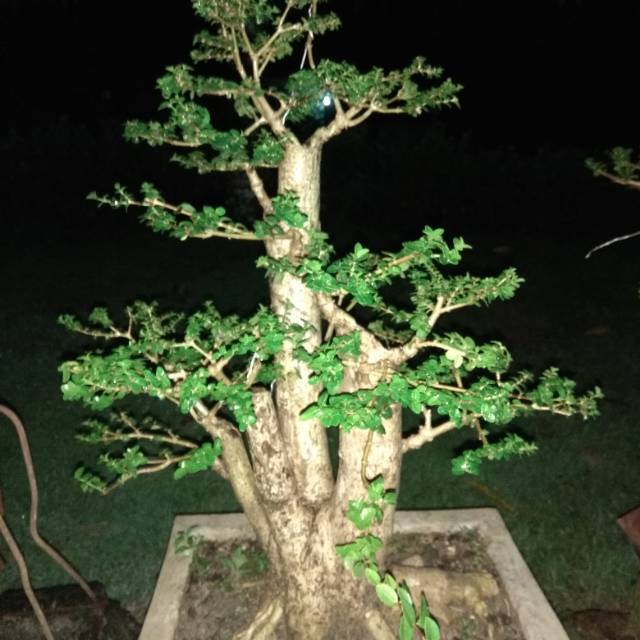 Bibit Tanaman hias sancang