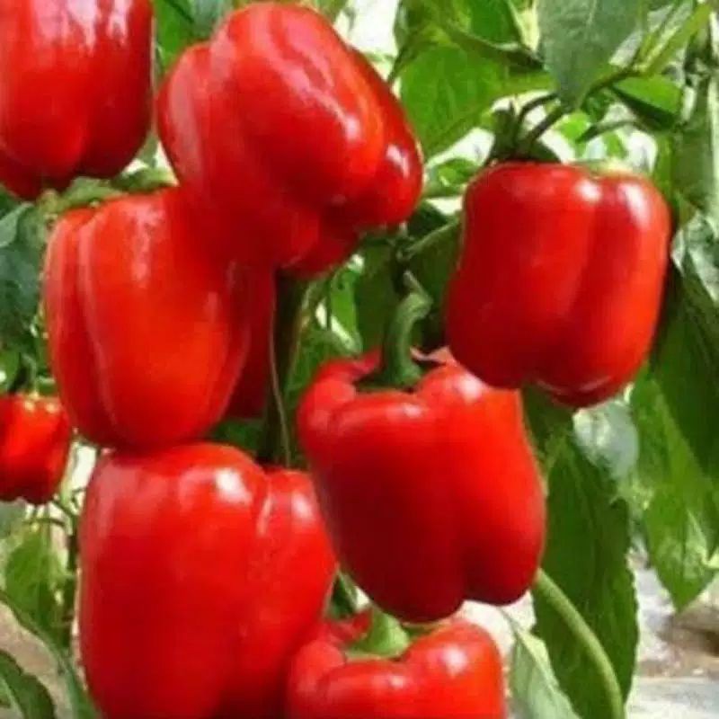 Benih PAPRIKA MERAH