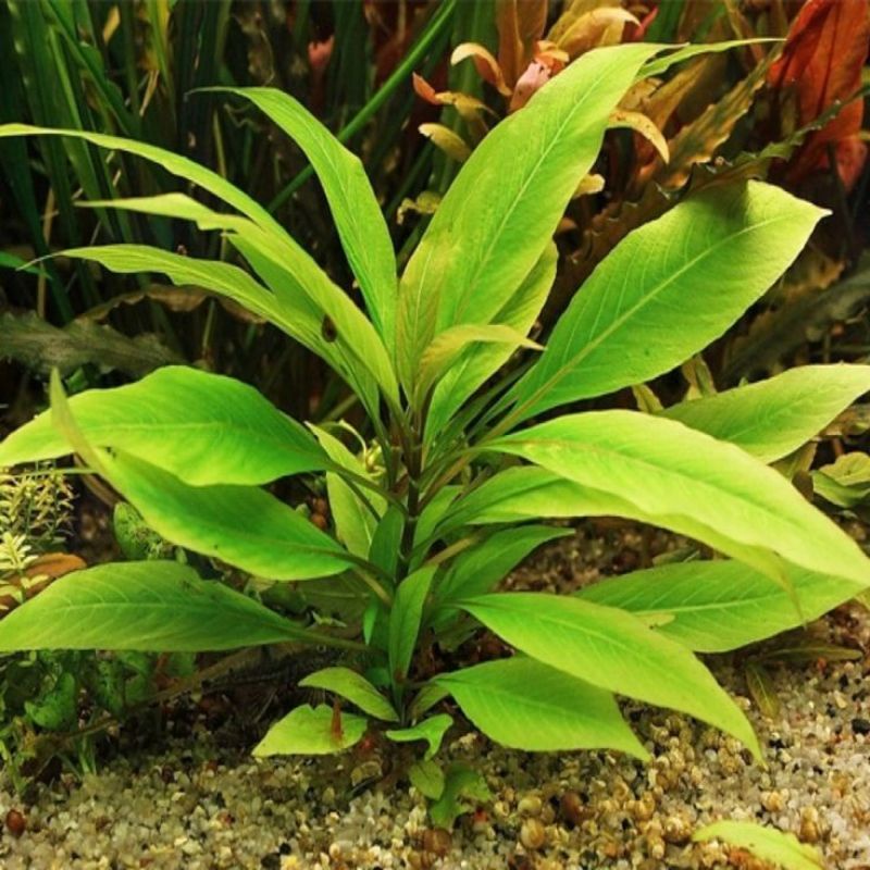 hygrophila corybosa angustifolia 20 batang, tanaman aquascape, tanaman hias, tanaman aquascpe