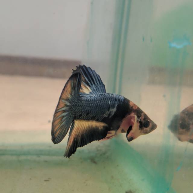 

Cupang Mustradgus