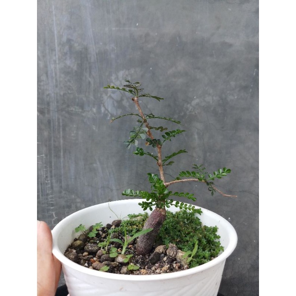 Bonsai operculicarya pachypus (from madagascar afrika)