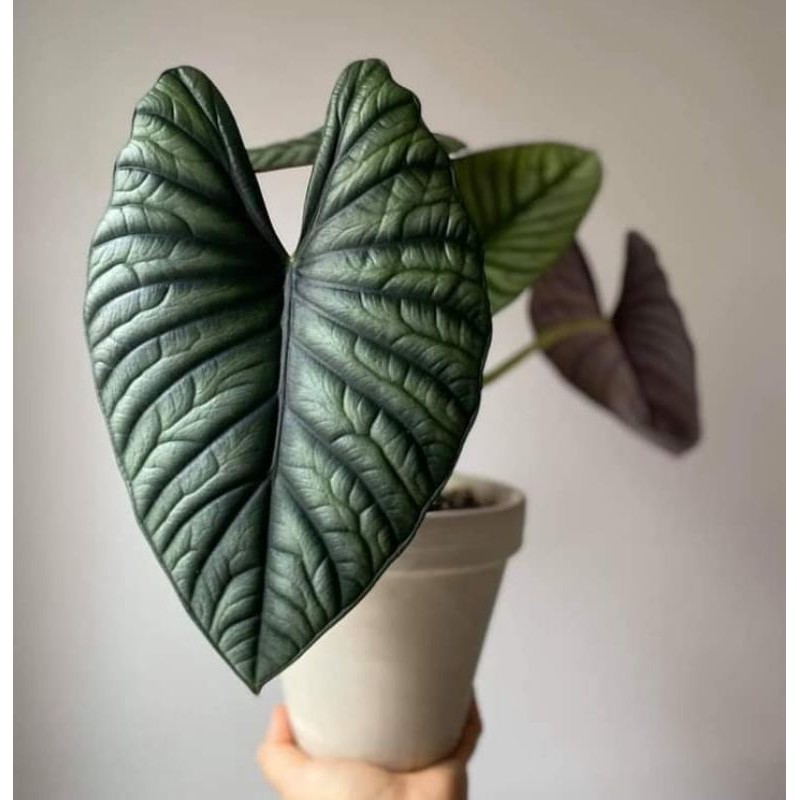 jual bonggol alocasia nebula