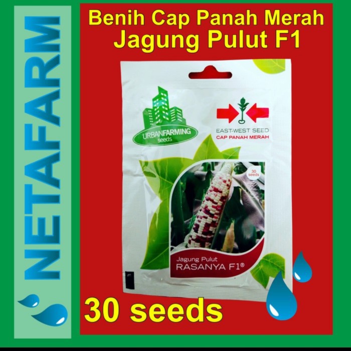 BENIH JAGUNG PULUT F1 - CAP PANAH MERAH