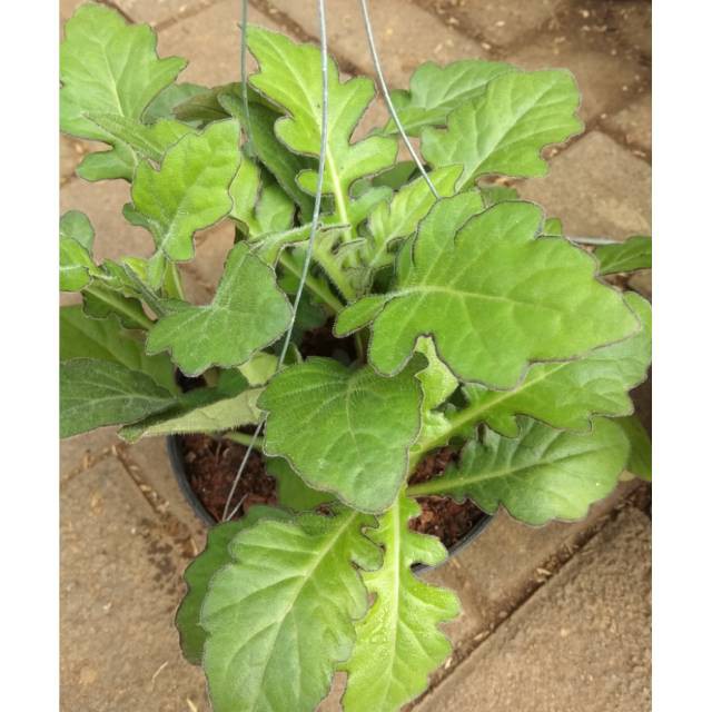 Tanaman herbal daun dewa-tanaman herbal