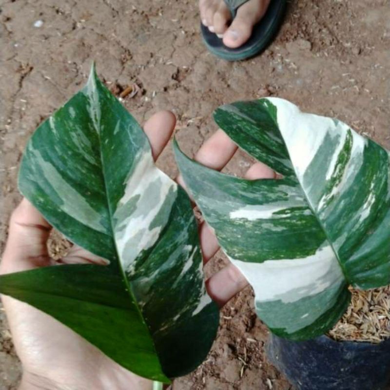 Philo Epipremnum pinatum variegata putih.1 daun.monstera asli.