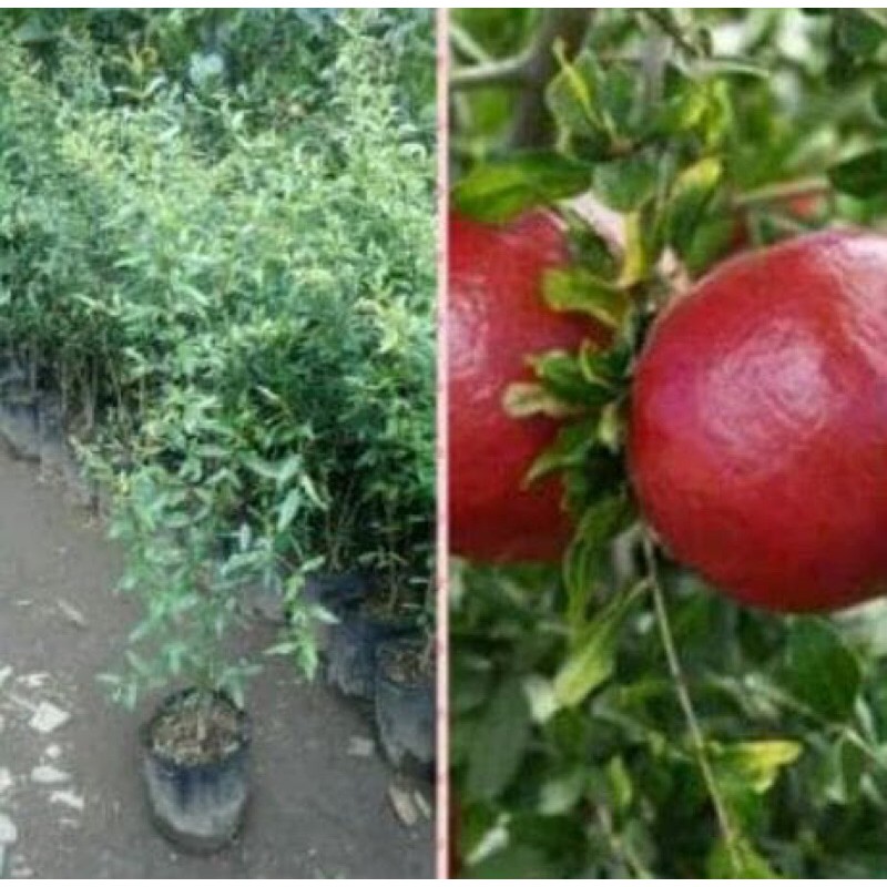 Bibit tanaman delima merah super