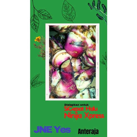 

Umbi ganyong ganyo merah 500 gram