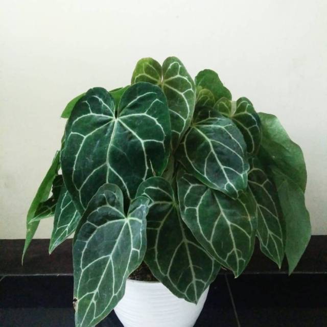 Tanaman Hias Ukuran Jumbo Anthurium Kuping Gajah Tanaman Hias Indoor Outdoor Shopee Indonesia