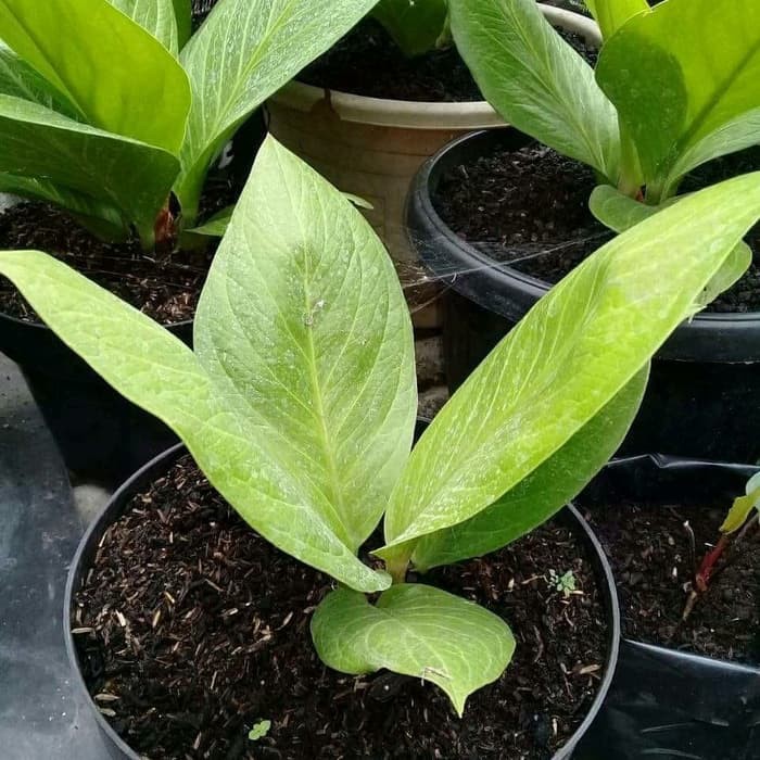 tanaman hias anthurium jemani cobra - anthurium jenmani cobra