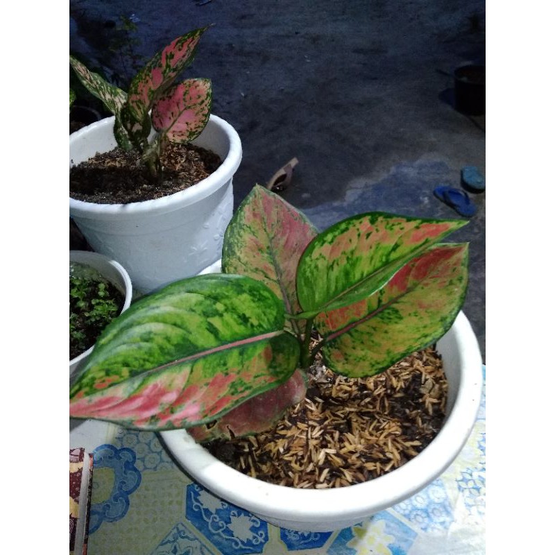 Aglonema Hengheng Mutasi (Real Pict)