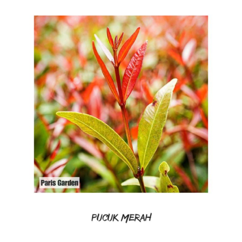 TANAMAN HIAS PUCUK MERAH - BIBIT BUNGA PUCUK MERAH - PUCUK MERAH