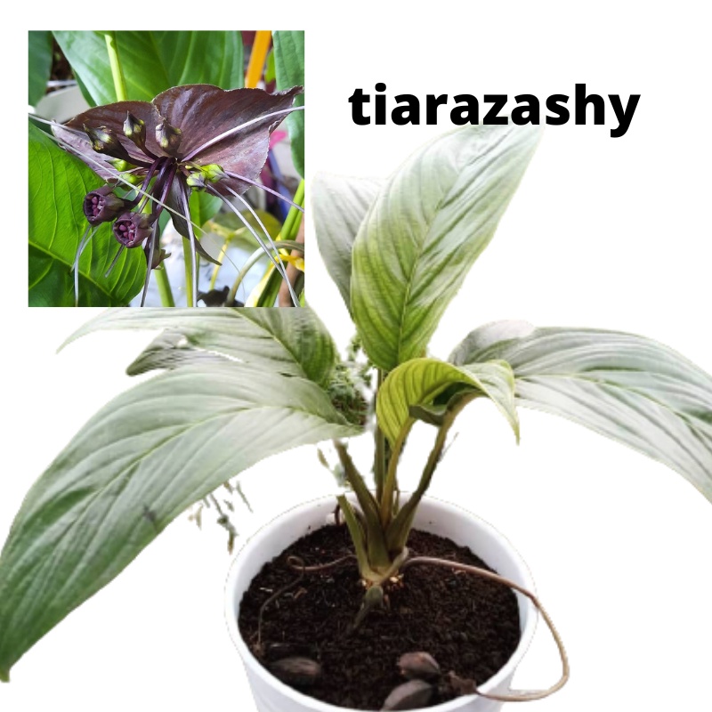 Anggrek tanah Kelelawar Bunga Hitam hidup