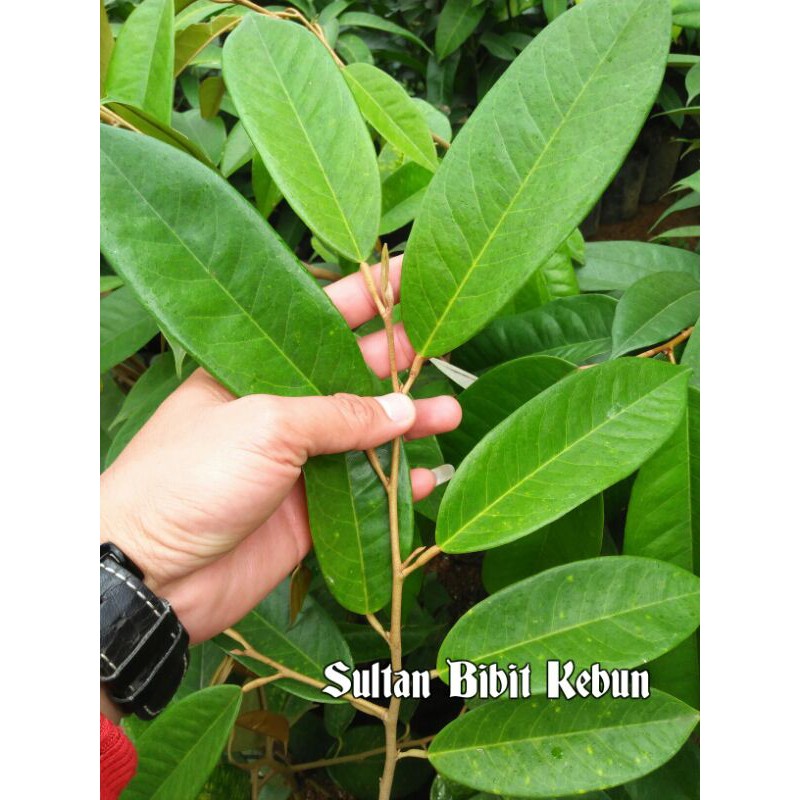 Entres Durian Montong Jumbo