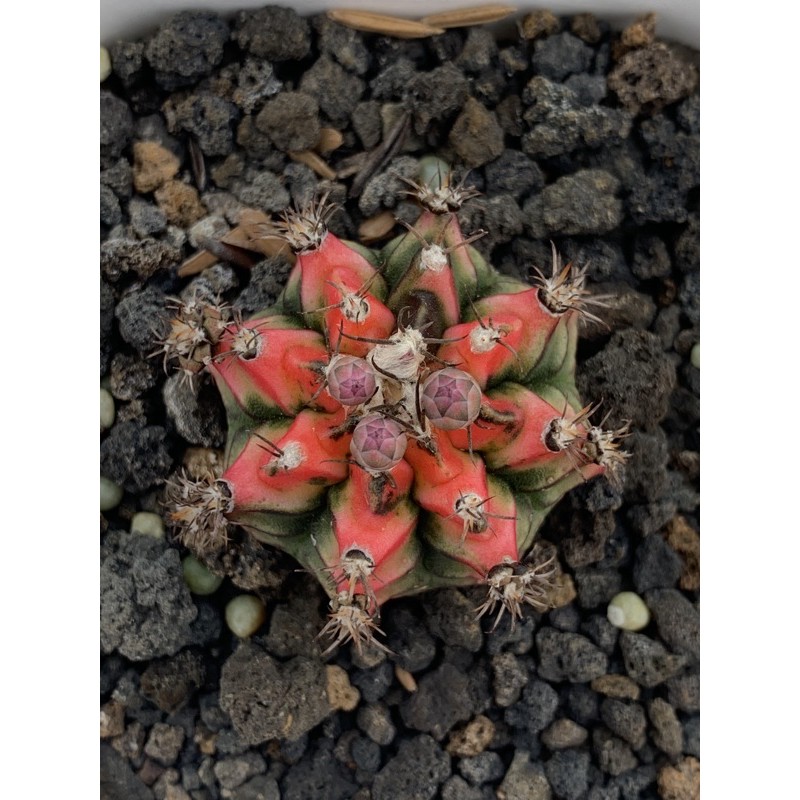 gymno mihanovichii multicolor